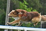 Canis donderdag