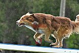 Canis donderdag