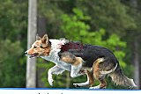Canis donderdag