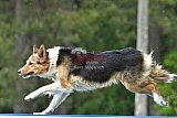 Canis donderdag