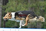 Canis donderdag