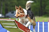 Canis donderdag
