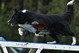 Canis donderdag