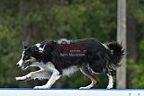 Canis donderdag