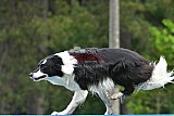 Canis donderdag