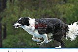 Canis donderdag
