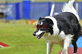 Canis donderdag