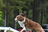 Canis donderdag