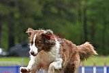 Canis donderdag