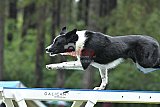 Canis donderdag