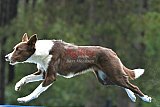 Canis donderdag