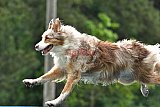 Canis donderdag
