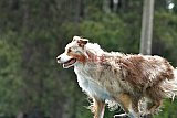 Canis donderdag