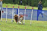 Canis donderdag