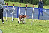 Canis donderdag