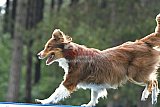 Canis donderdag