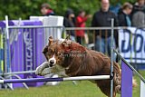 Canis donderdag