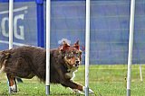 Canis donderdag