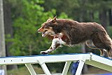 Canis donderdag