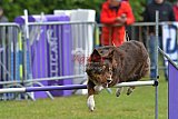 Canis donderdag