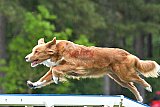 Canis donderdag