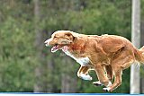 Canis donderdag