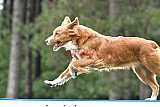 Canis donderdag