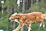 Canis donderdag
