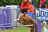 Canis donderdag