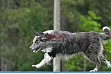 Canis donderdag