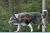 Canis donderdag