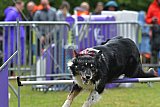 Canis donderdag