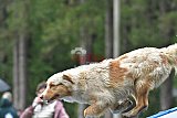 Canis donderdag