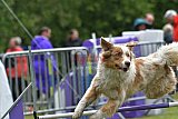 Canis donderdag