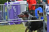 Canis donderdag