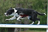 Canis donderdag