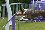 Canis donderdag