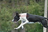 Canis donderdag
