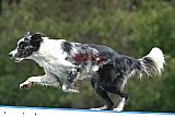 Canis donderdag