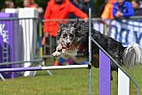 Canis donderdag