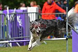 Canis donderdag