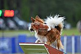 Canis donderdag