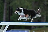 Canis donderdag