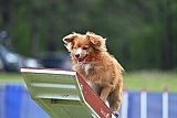 Canis donderdag