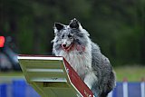Canis donderdag