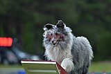 Canis donderdag