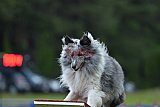 Canis donderdag