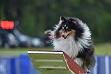 Canis donderdag