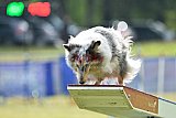 Canis donderdag