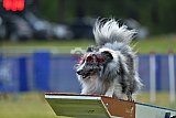 Canis donderdag